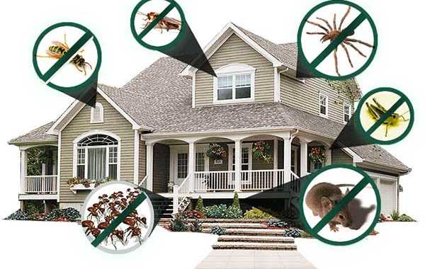 Bảo vệ ngôi nhà trước cono trùng gây hại