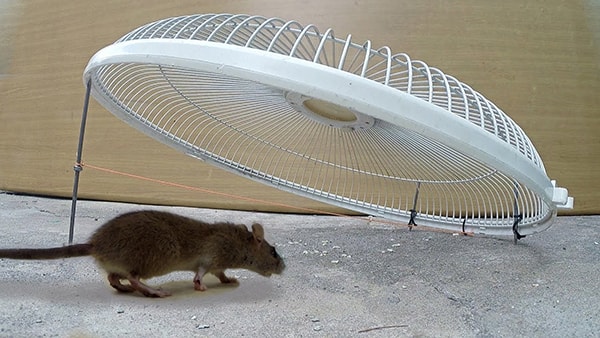 30 cách bẫy chuột nhắt, chuột cống trong nhà ngoài ruộng số lượng lớn