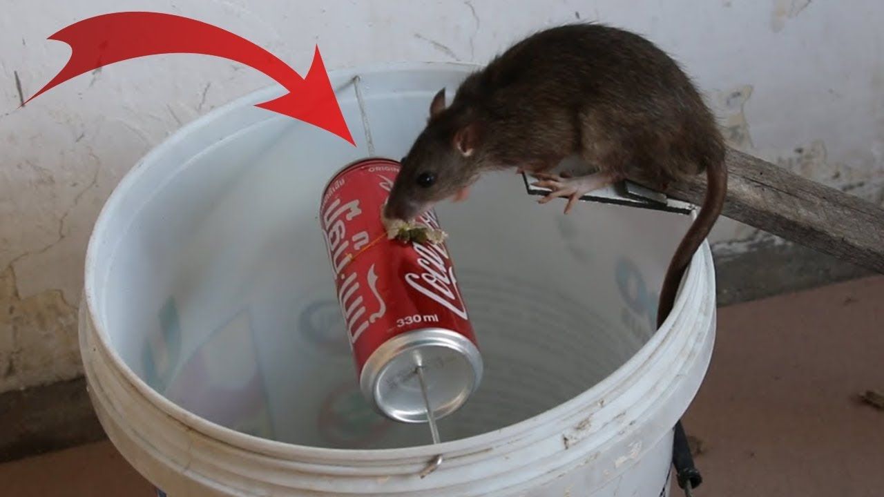 Bẫy chuột bằng thùng nhựa