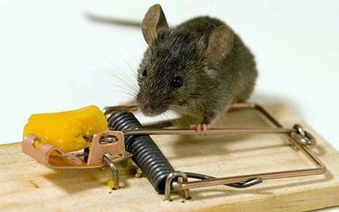 Cách diệt chuột tại nhà