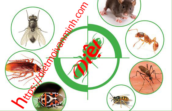Diệt mối và côn trùng gây hại tại nhà