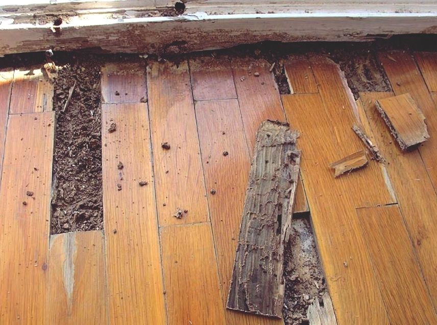 Mối thích ăn sàn nhà bằng gỗ