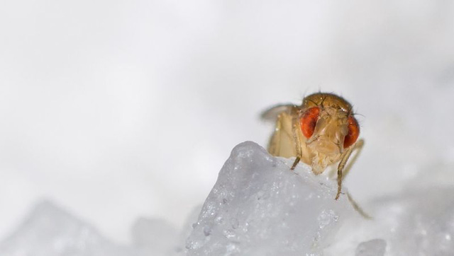 Nhiệt độ ảnh hưởng tới đời sống tình dục của ruồi giấm