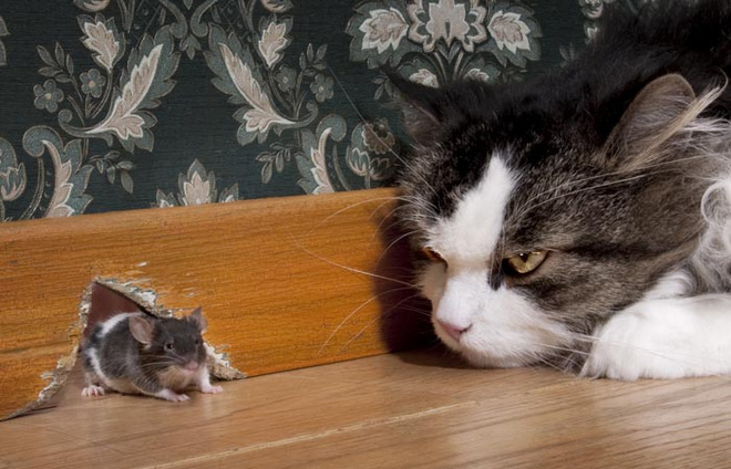 Nuôi mèo để kiểm soát lũ chuột