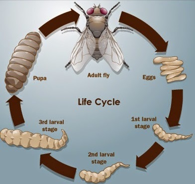 Vòng đời của ruồi 